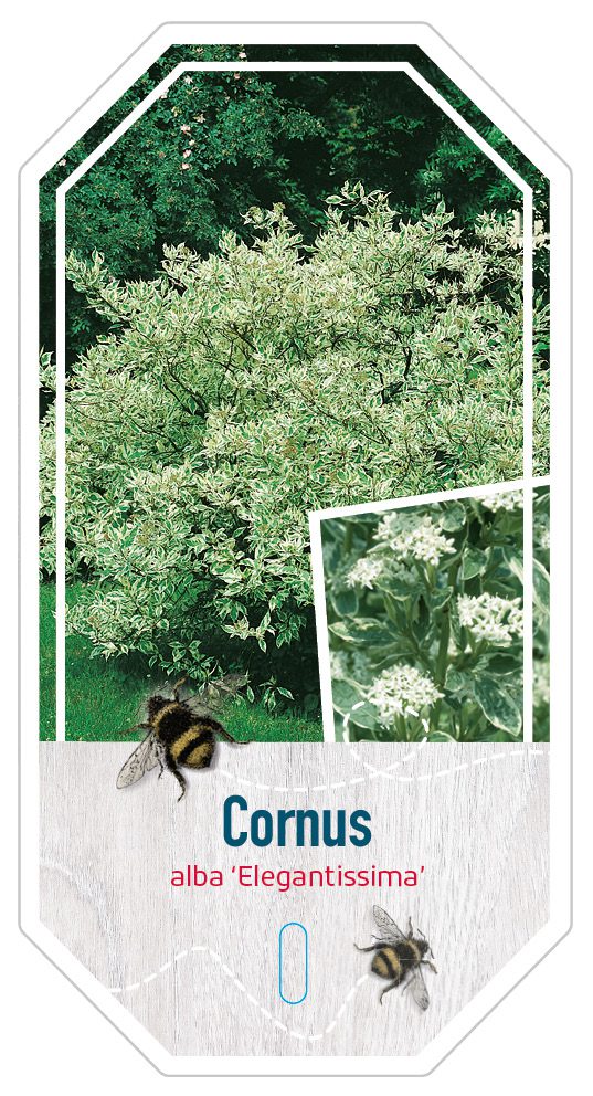 Cornus alba Elegantissima (2)