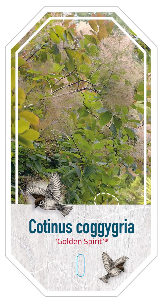 Cotinus Coggygra Golden Spirit