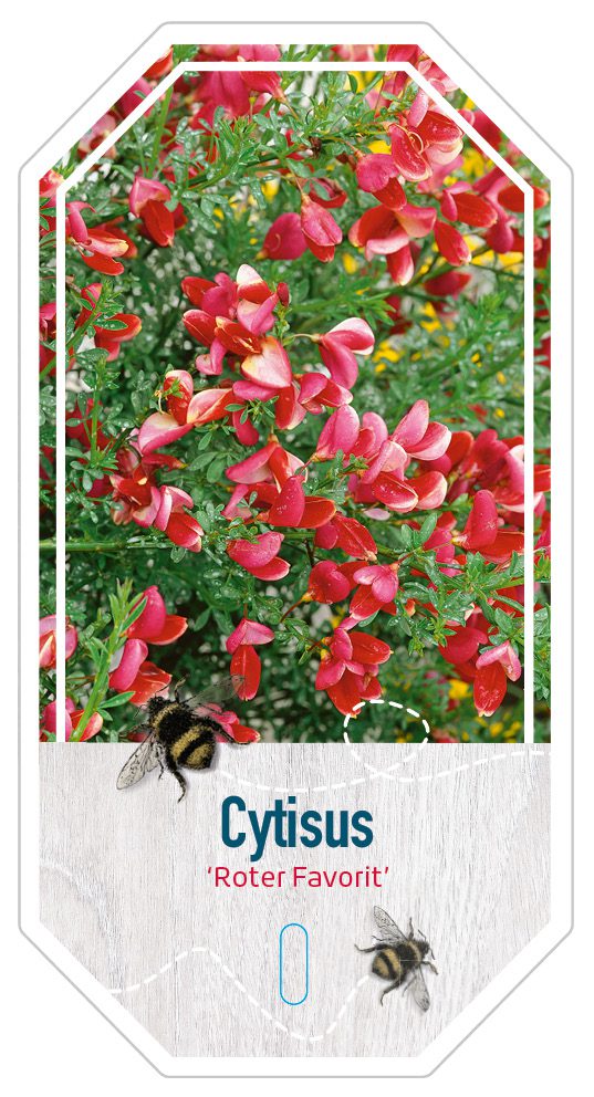 Cytisus Roter Favorit