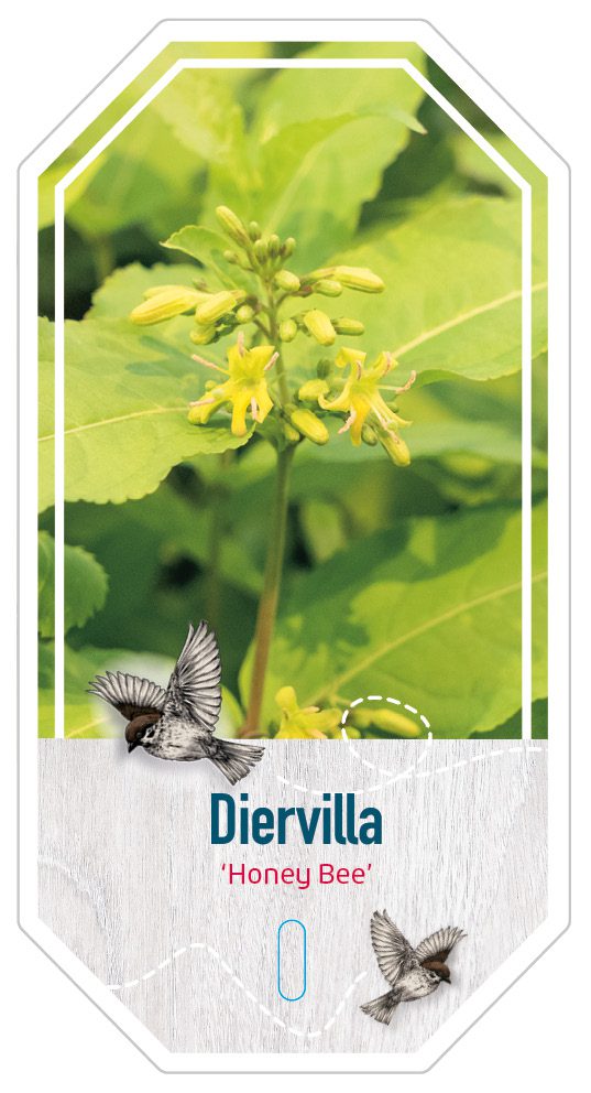 Diervilla Honey Bee (2)
