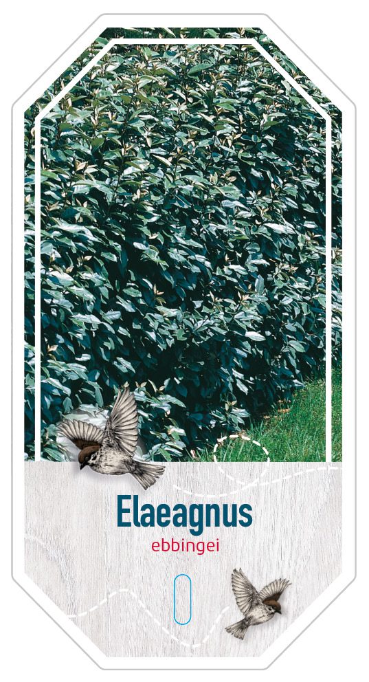 Elaeagnus Ebbingei