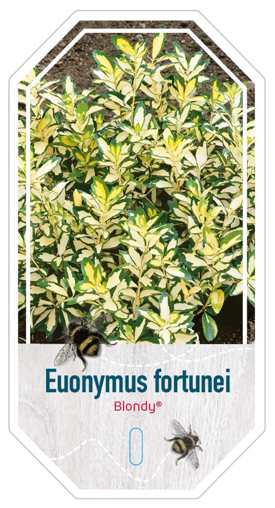 Euonymus Fortunei Blondy