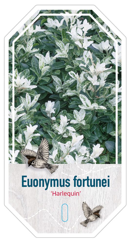 Euonymus Fortunei Harlequin