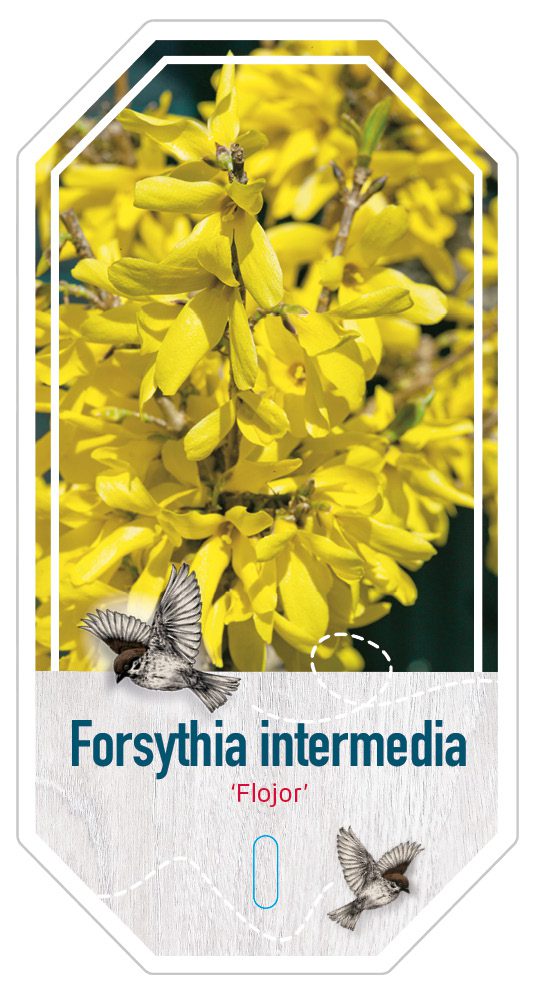Forsythia Intermedia Flojor