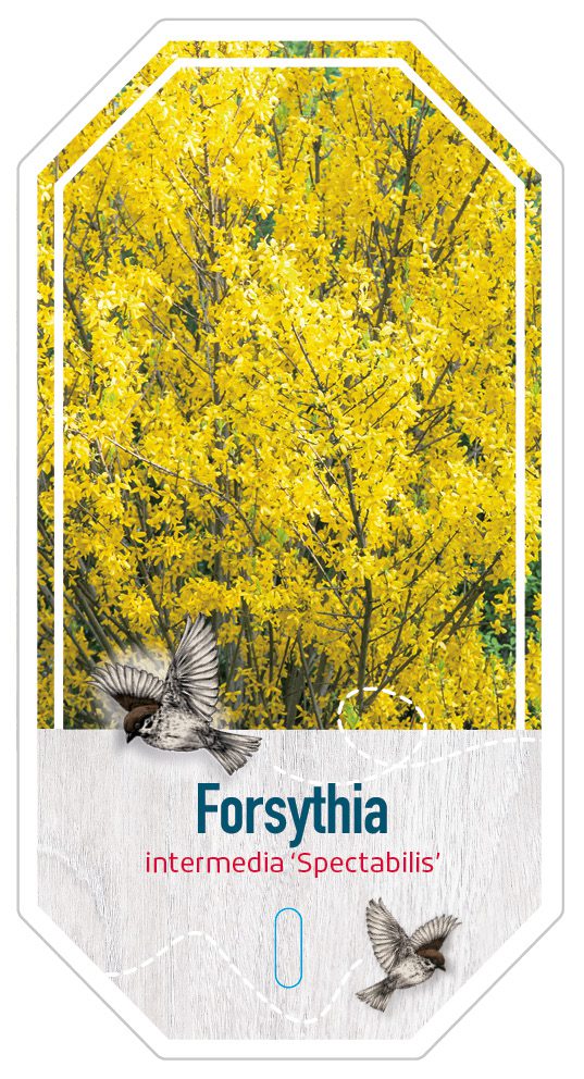 Forsythia Intermedia Spectabillis