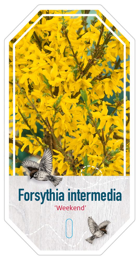 Forsythia Intermedia Weekend