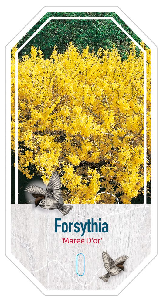 Forsythia Maree D’or