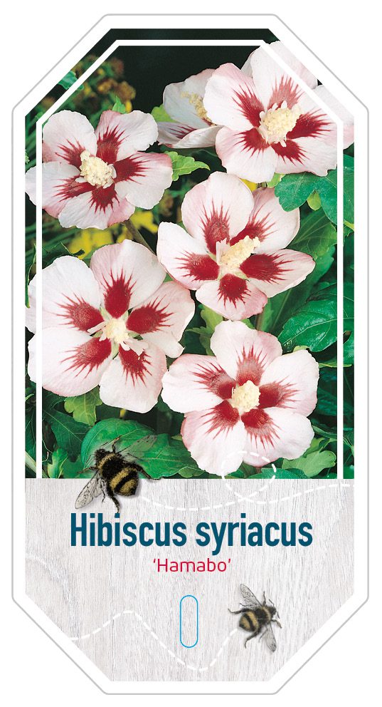 Hibiscus Hamabo