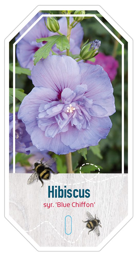 Hibiscus Syr. Blue Chiffon