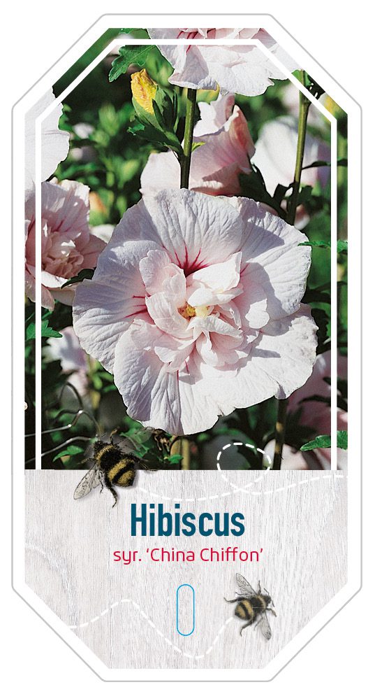 Hibiscus Syr. China Chiffon