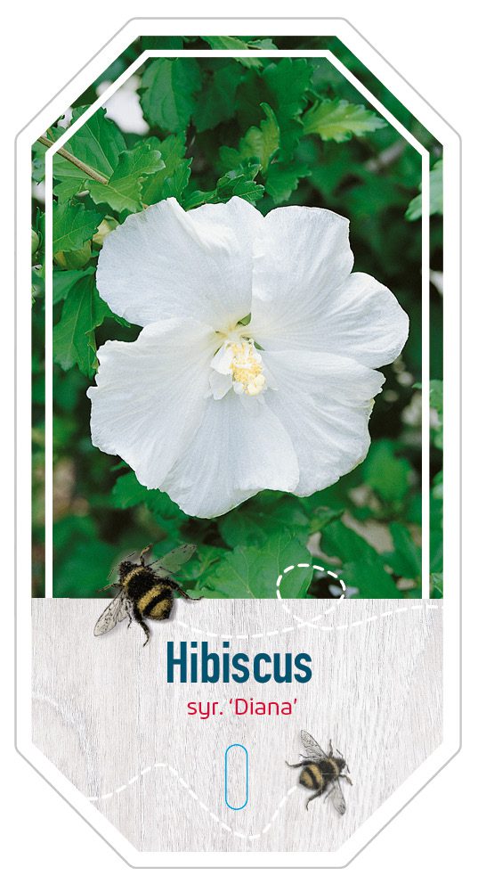 Hibiscus Syr. Diana