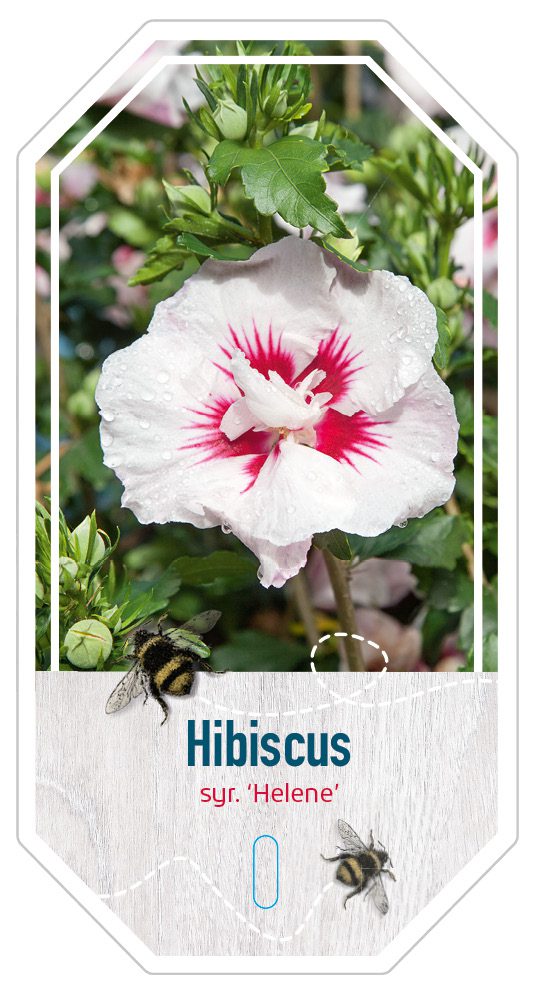 Hibiscus Syr. Helene