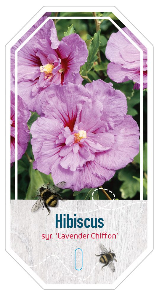 Hibiscus Syr. Lavender Chiffon