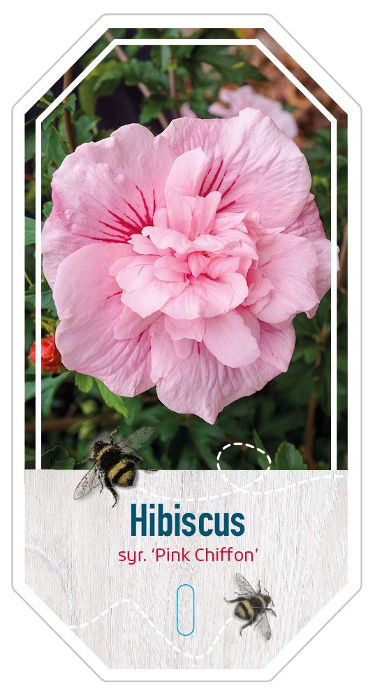 Hibiscus Syr. Pink Chiffon