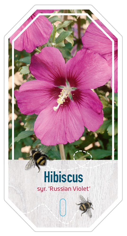 Hibiscus Syr. Russian Voilet
