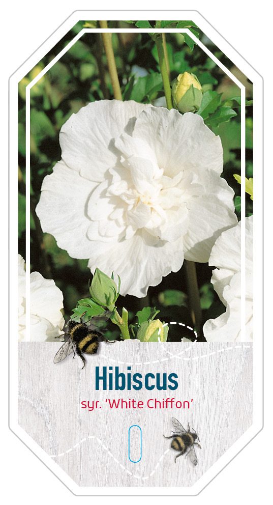 Hibiscus Syr. White Chiffon