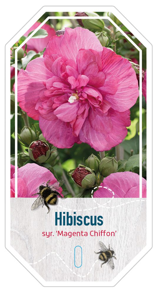 Hibiscus syr. Magenta Chiffon