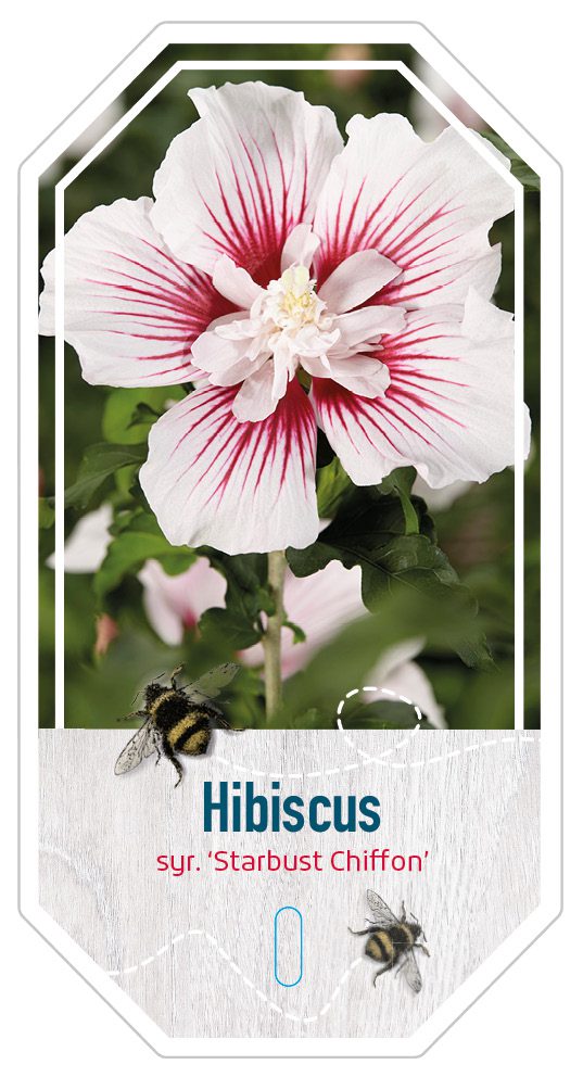 Hibiscus syr. Starbust Chiffon