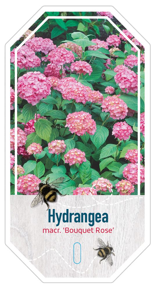 Hydrangea Macr. Bouquet Rose