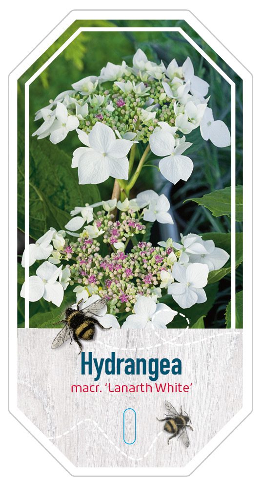 Hydrangea Macr. Lanarth White