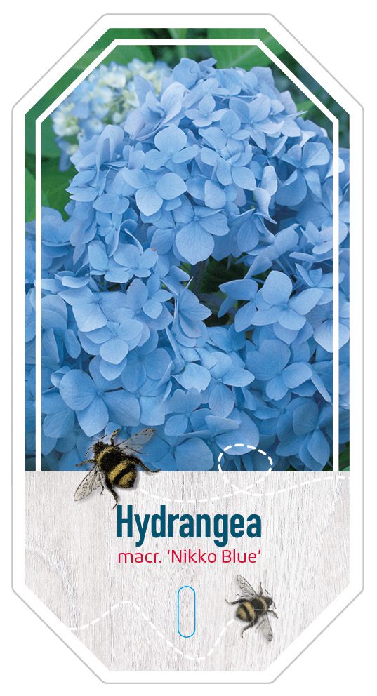 Hydrangea Macr. Nikko Blue