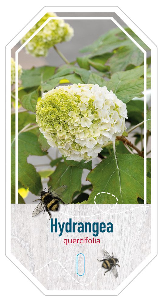 Hydrangea Macr. Quercifolia