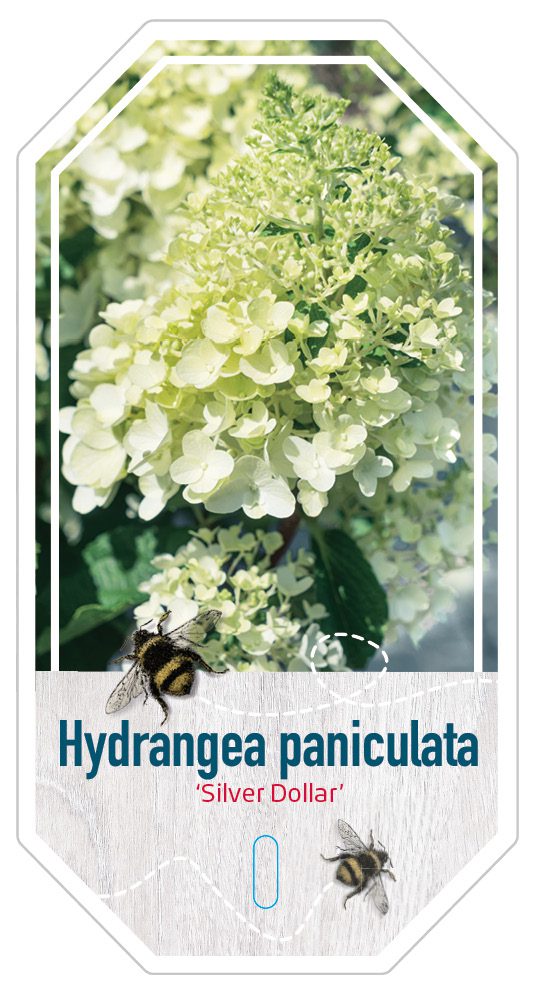 Hydrangea Paniculata Silver Dollar
