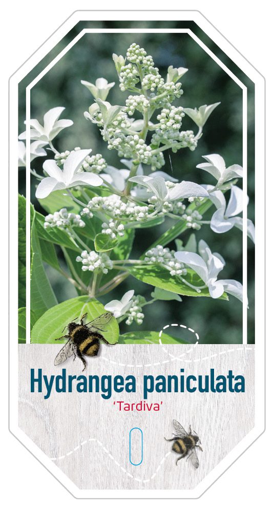 Hydrangea Paniculata Tardiva
