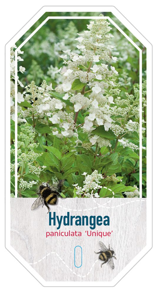 Hydrangea Paniculata Unique