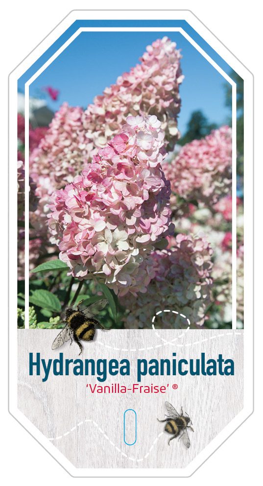 Hydrangea Paniculata Vanille Fraise