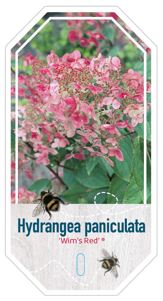 Hydrangea Paniculate Wim’s Red