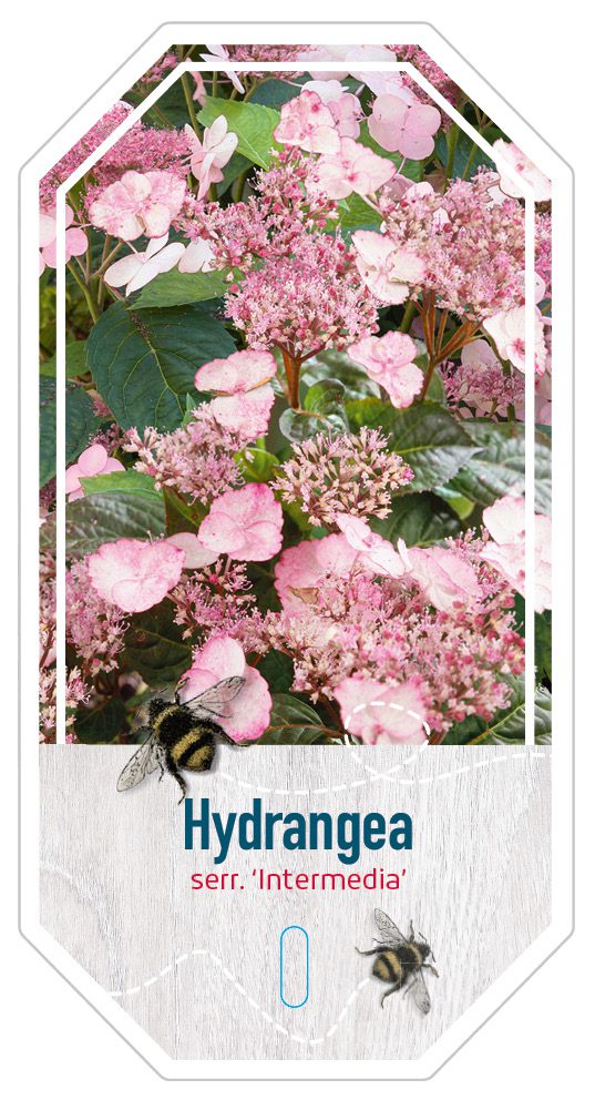 Hydrangea Serr. Intermedia