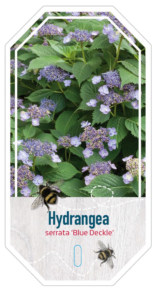 Hydrangea Serrata Blue Deckle