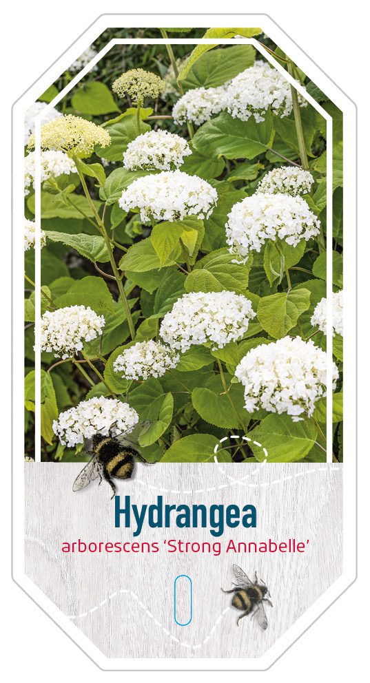 Hydrangea arborescens Strong Anabelle
