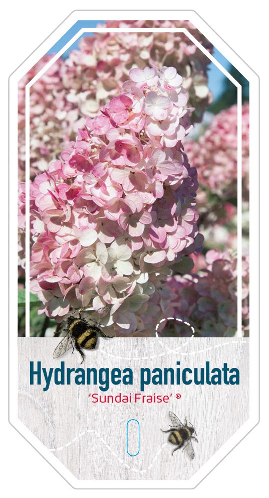 Hydrangea paniculata Sundai Fraise