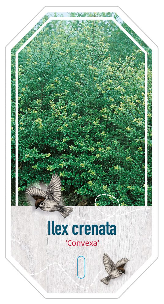 Ilex Crenata Convexa