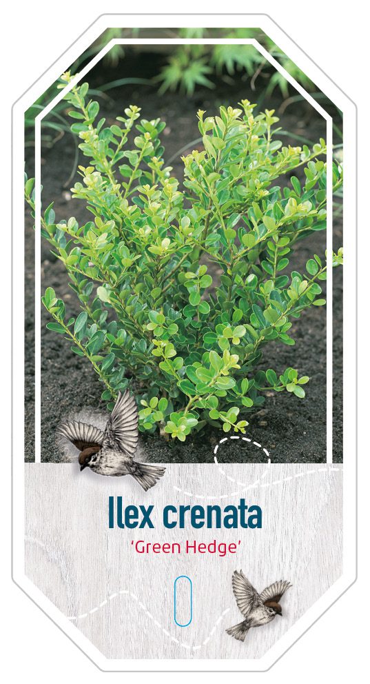Ilex Crenata Green Hedge