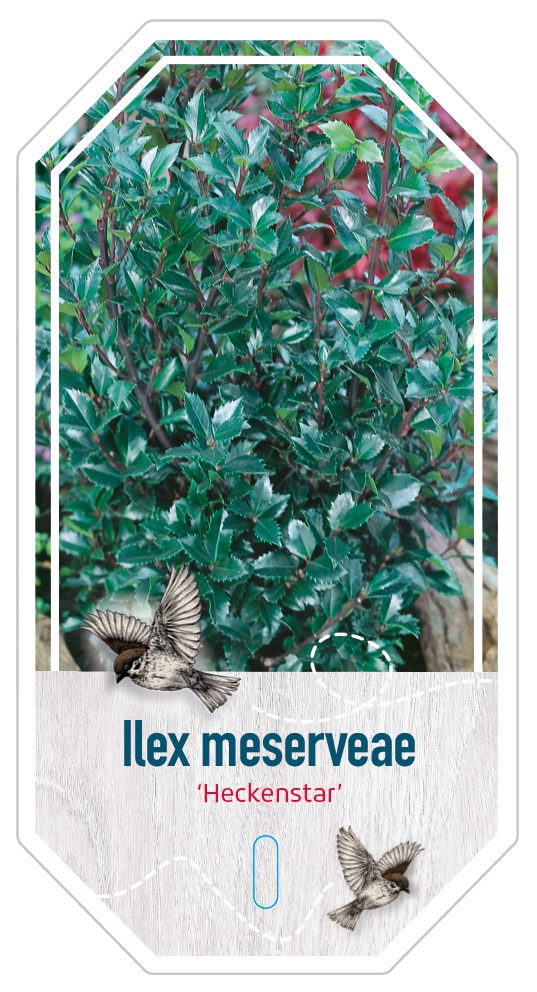 Ilex Meserveae Heckenpracht (2)