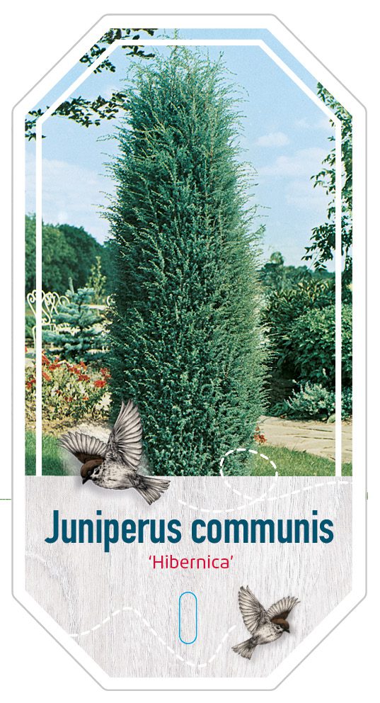 Juniperus Communis Hibernica