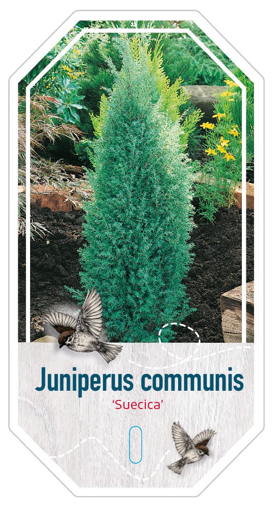 Juniperus Communis Suecica