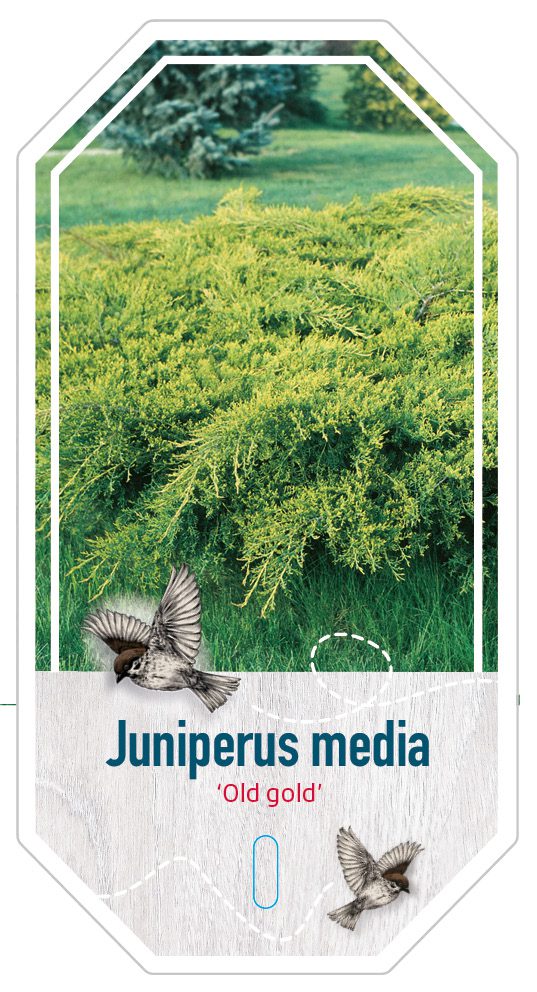 Juniperus Media Old Gold