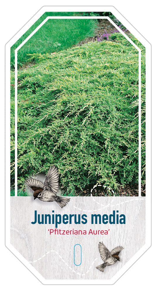 Juniperus Media Pfitzeriana Aurea