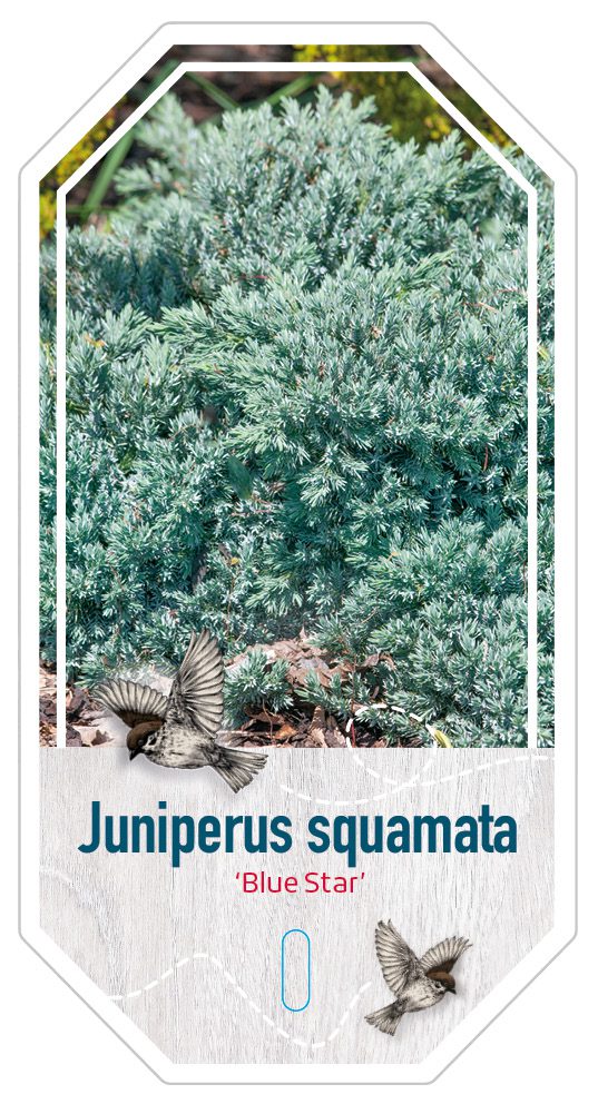 Juniperus Squamata Blue Star