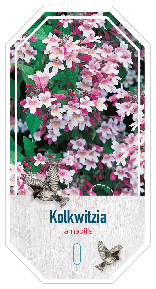 Kolkwitzia Amabillis