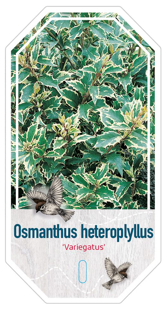 Osmanthus Heterophyllus Variegatum