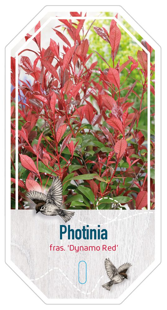 Photinia Dynamo Red