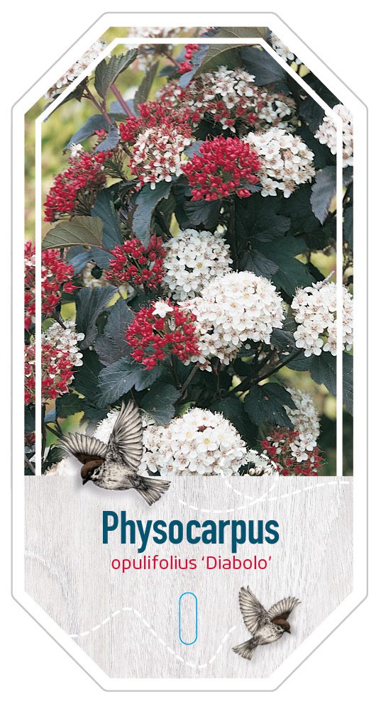 Physocarpus Opulifolius Diablo