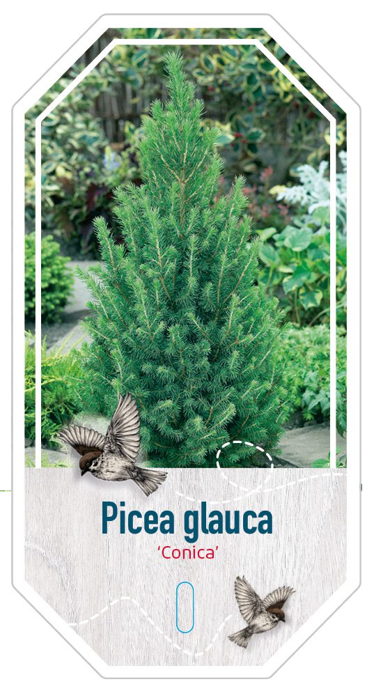 Picea Glauca Conica