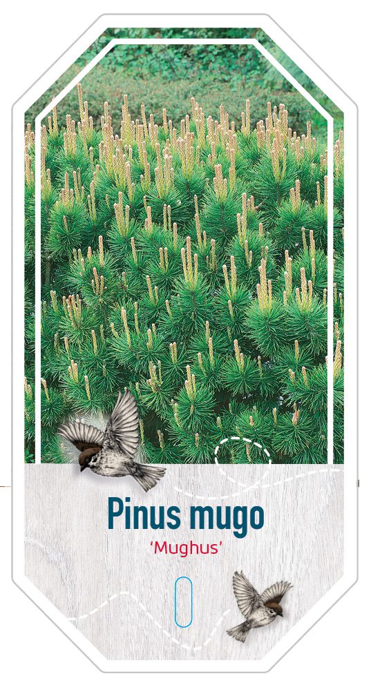 Pinus Mugo Mughus