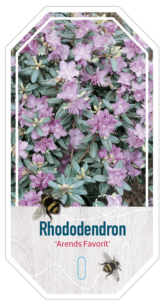 Rhododendron Arends Favorit